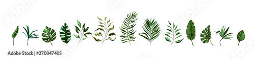 Collection of tropical greenery leaf plant herbs leaves monstera palm Poster Mural XXL