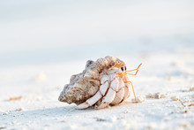 Hermit Crab On A Beach