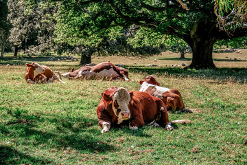 cows on pasture