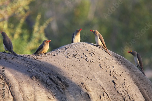 Les Oiseaux Piqueboeuf à Bec Rouge Sur Un Hippopotame Buy