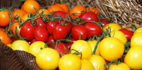 Wall Mural - Tomates grappes