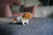 Ginger and white hamster explores living room indoors