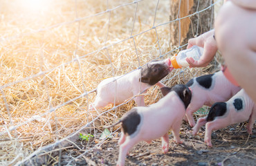 farmer feeding milk to baby pig in farm