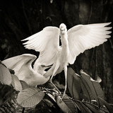 Fototapeta Pokój dzieciecy - Cattle egret dance