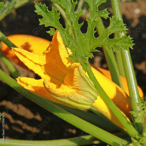 Fleur De Melon Dhiver Photo Stock Image Du Frais Lame