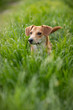Portret leżącego psa w zielonej trawie