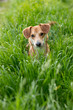 Portret leżącego psa w zielonej trawie