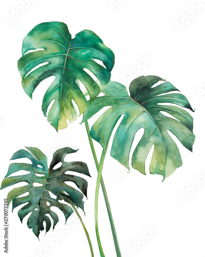 Dekoracja na wymiar  plakat-akwarela-lisci-tropikalnych-recznie-malowane-egzotyczne-zielone-galazki-na-bialym-tle