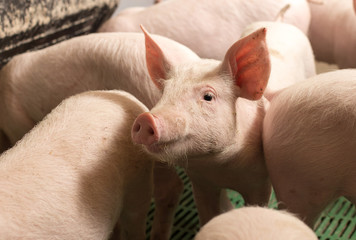 Wall Mural - Young pigs in modern stable