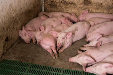 Wall Mural - Young pigs sleeping in barn