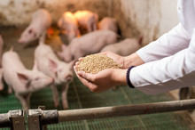 Veterinarian Giving Granules To Piglets