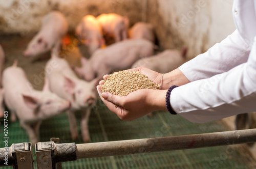 Fotomural Veterinarian giving granules to piglets