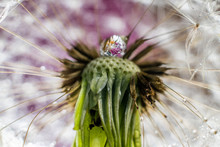 Closeup Of Dandelion Seeds In The Garden
