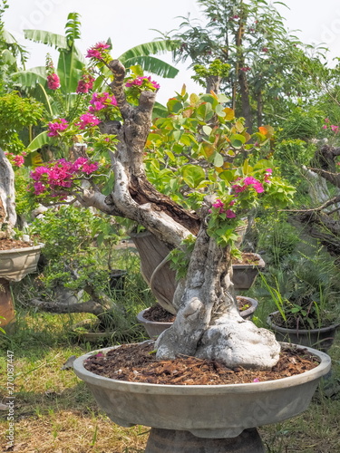 Beautiful Bougainvillea Glabra Plant The Lesser Bougainvillea Or Paperflower Bonsai In Flower Pod Decorate In Garden Buy This Stock Photo And Explore Similar Images At Adobe Stock Adobe Stock