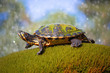 Yellow bellied slider turtle in natural environment view