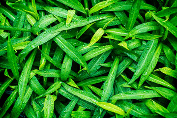 Wall Mural - Water drops on green leaf. Close up. Dew after rain. Green leaves background. Natural pattern