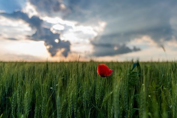 Wall Mural - Poppy in the wheat field