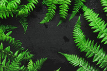 Fern Leaves On A Black Wooden Background In The Form Of A Frame. Dark Light, Top View, Flat Lay, Copy Space.