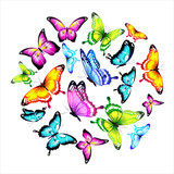 Fototapeta Motyle - butterfly65