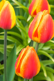 Fototapeta Tulipany - In spring, tulips grew and blossomed in parks and flower beds.