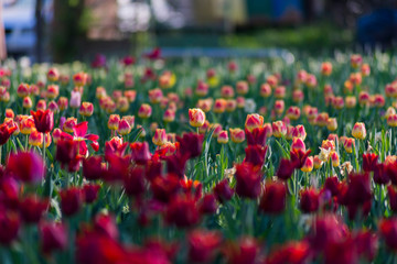 Wall Mural - Colorful tulips field