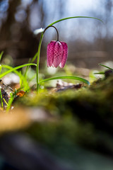 Wall Mural - Fritillaria meleagris in the forest with morning lights