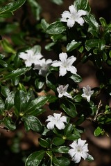 Poster - Serissa flowers (Serissa japonica)