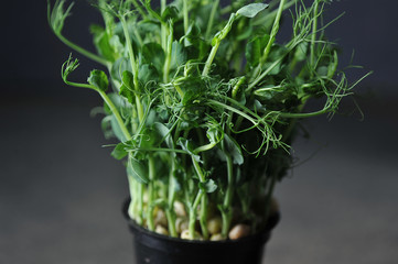 Sprouts green peas. Close-up. Dark background.