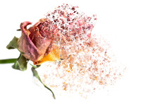 A Pink Rose Disintegrating Into Particles And Waving Fibers.