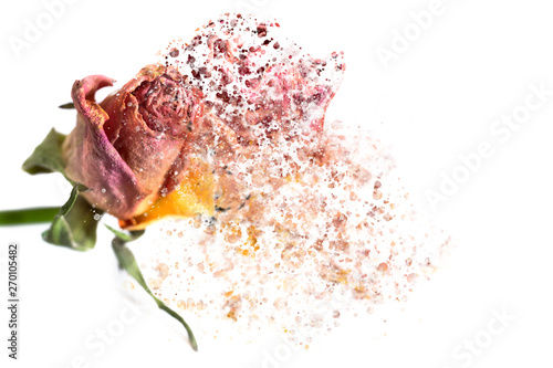 Fotografía A pink rose disintegrating into particles and waving fibers.