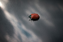 Beetle Close-up, Macro Photography Of Insects As Background For Presentation Or Advertising