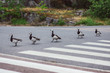 Birds with nestlings crossing road by pedestrian crossing
