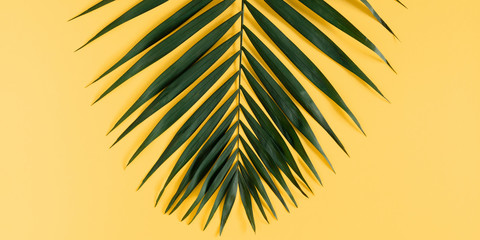 summer modern composition.tropical green leaves of palm tree on pastel yellow background. flat lay, 
