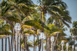 Street lamps and palm trees Hollywood Beach FL