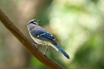 Wall Mural - Portrait of a bluejay perched on a branch