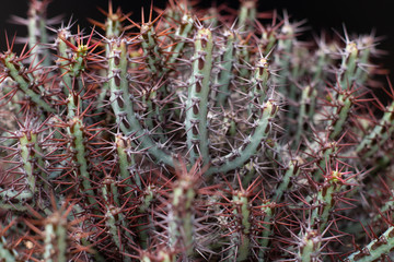 cactus tree isolated black background