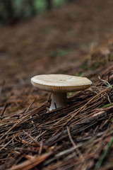 Forest mushroom 2