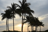 Fototapeta  - Miami Palms
