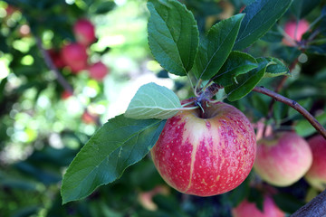 Wall Mural - Organic apple