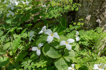 Poster - A Beautifull north American flower White Trillium flower (Trillium grandiflorum), also know as wake - robin,symbol of Ontario,Canada  and  state wild flower of Ohio . In forest of Wisconsin.