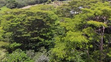 Aerial Of Albizia Trees From Drone Flying Close Up And Fast Near Them. Over View Of Thick Grove. 150 Feet Tall Dangerous Trees. They Are Brittle And Fall On Houses Regularly