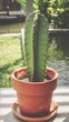 Green cactus in brown pot