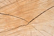 Baum und Holzstruktur als Hintergrund