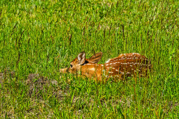 Wall Mural - Baby White-tail Deer Trying to be Invisible