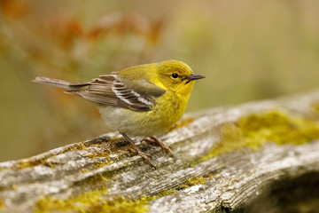 Wall Mural - Pine Warbler in spring