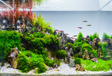 Image Of Landscape Nature Style Aquarium Tank.