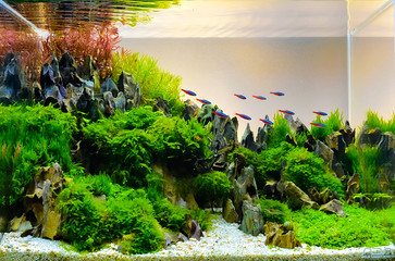 Wall Mural - Image of landscape nature style aquarium tank.