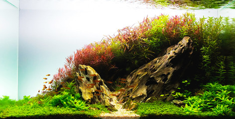 nature style aquarium tank with aquatic plants