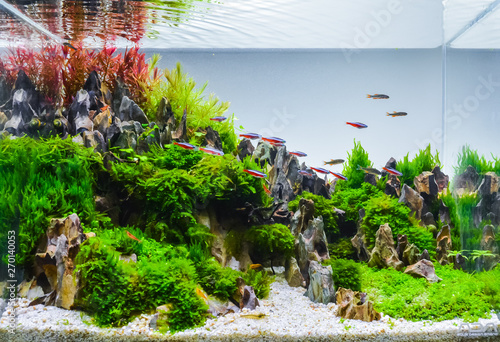 Fotomural Image of landscape nature style aquarium tank.