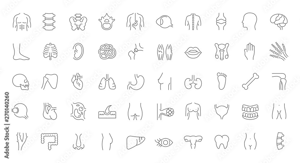 Set Vector Line Icons of Anatomy Stock Vector | Adobe Stock